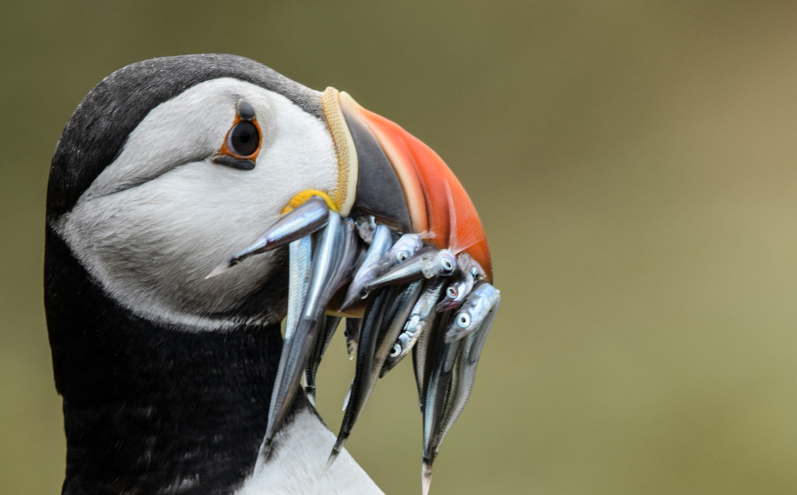 A Puffin with a beak full of fish