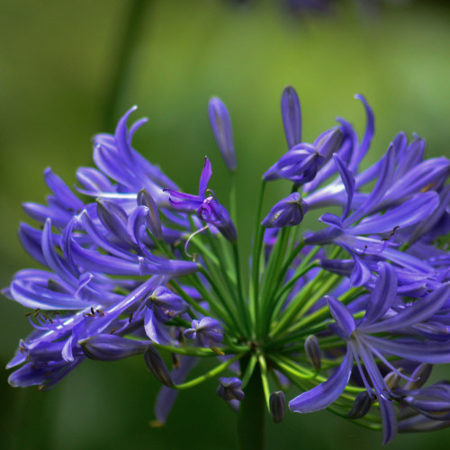 Agapanthus in full bloom