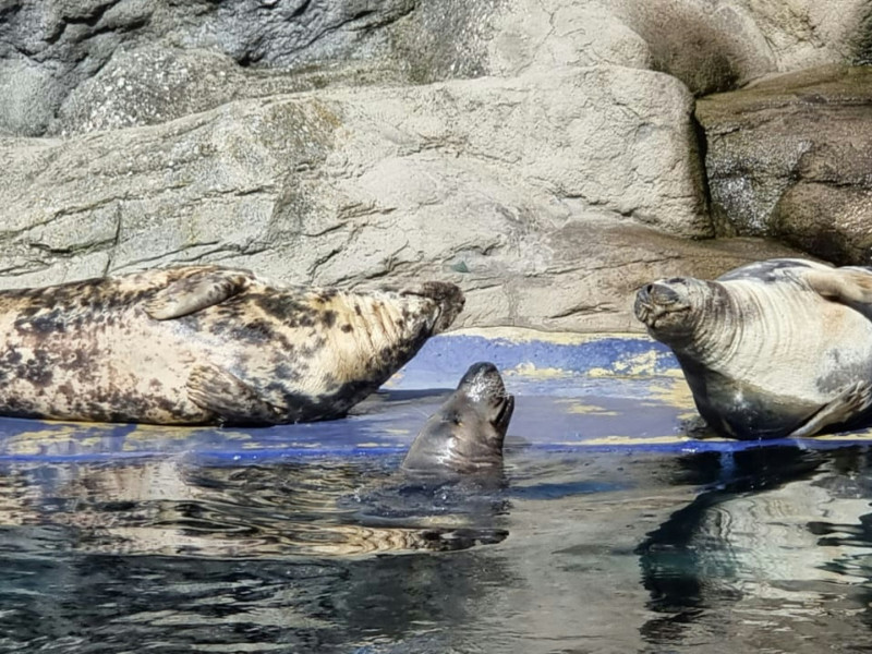 Seals sunbathing on a rock
