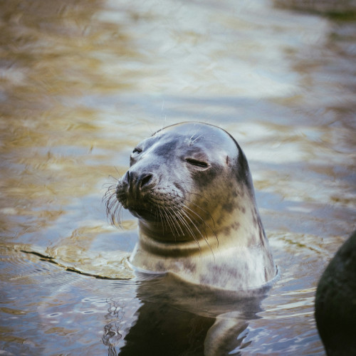 A seal in the sea